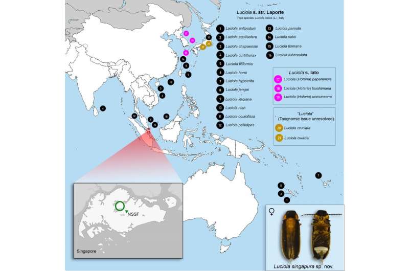 New species of firefly discovered in Singapore
