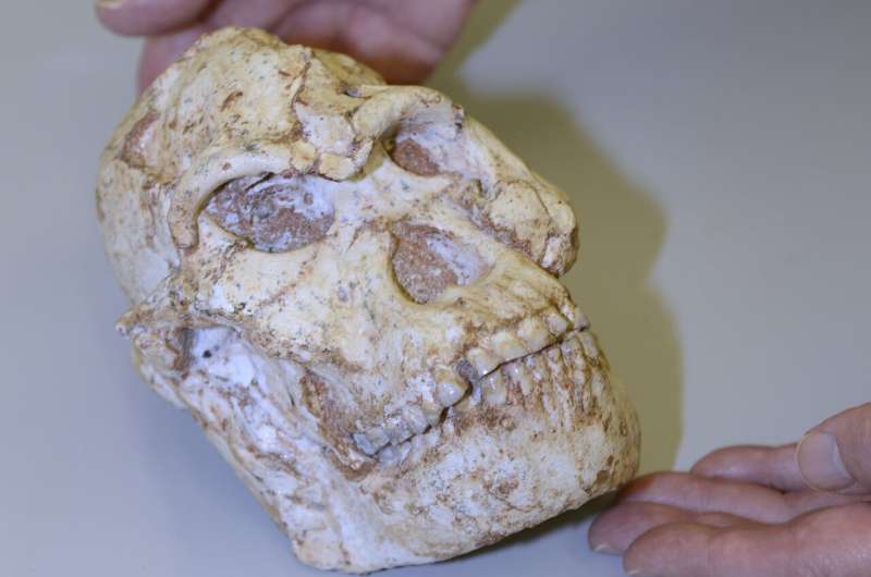 New technology allows scientists first glimpse of intricate details of Little Foot's life