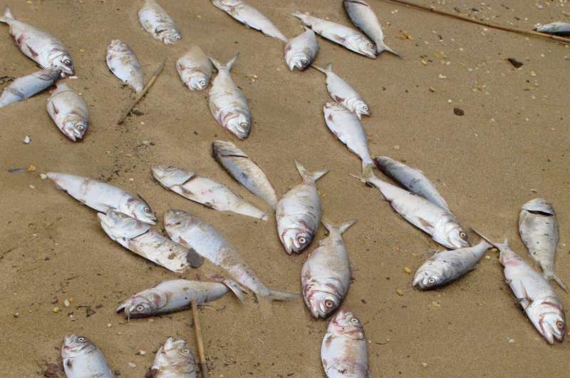 NJ blames bacteria for dead fish in rivers, bays since fall