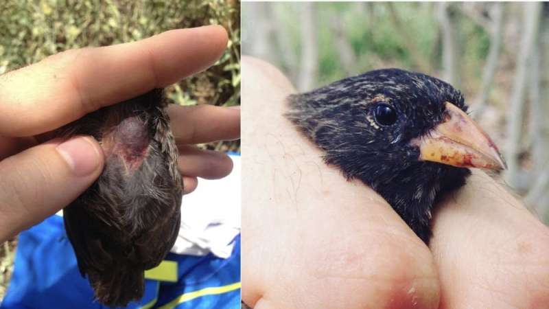 Vampire finches: how little birds in the Galápagos got a taste for big bird blood