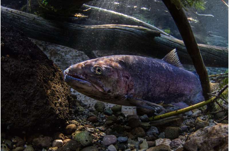 Researchers demonstrate new method to track genetic diversity of salmon, trout