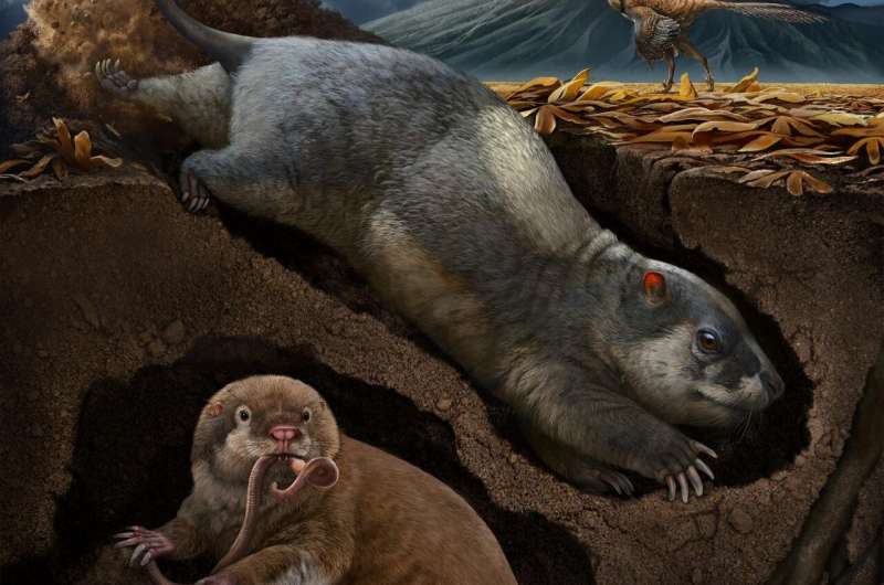 Scientists discover two new species of ancient, burrowing mammal ancestors