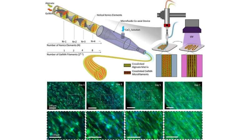 3D bioprinting technique controls cell orientation