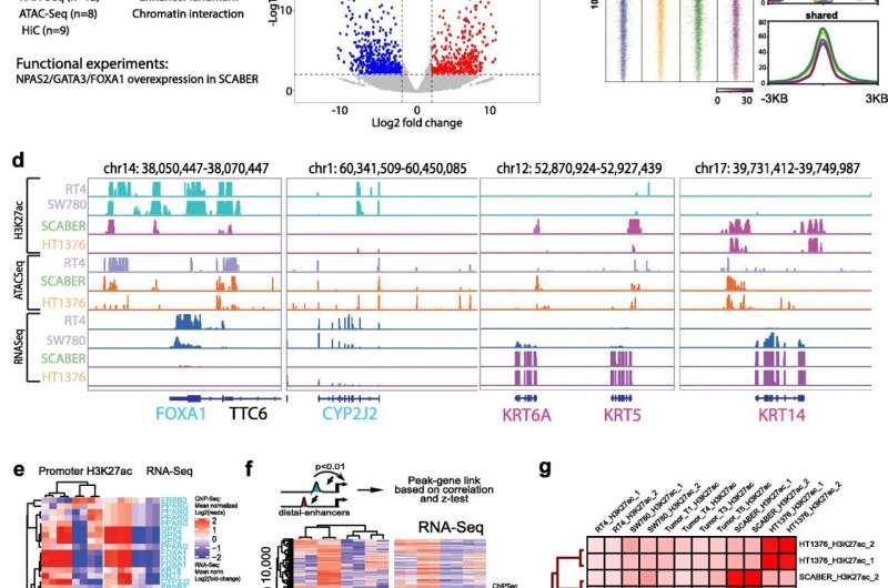 3D genome structure influences cancer