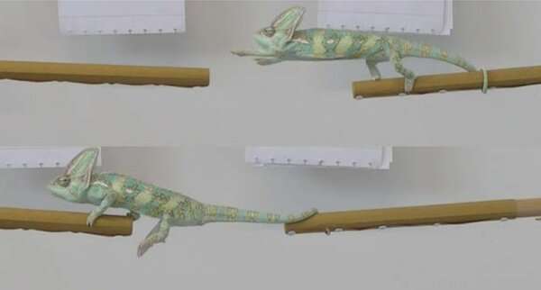 3D modelling is helping researchers understand how chameleons' tails work