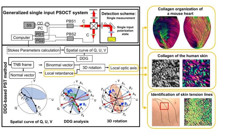 3D polarization-sensitive OCT imaging of collagen organization within organ systems