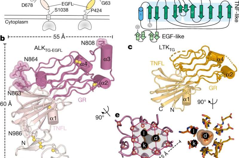 3D structure of cell receptor with critical role in health and disease