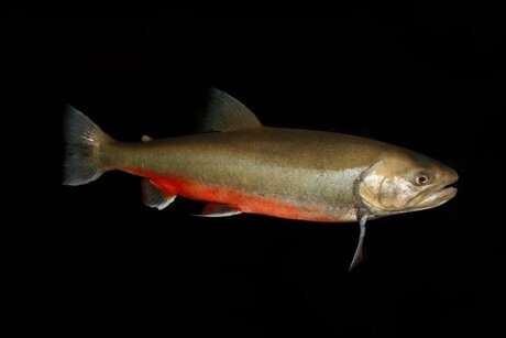 Climate change linked to decline of migratory Arctic fish