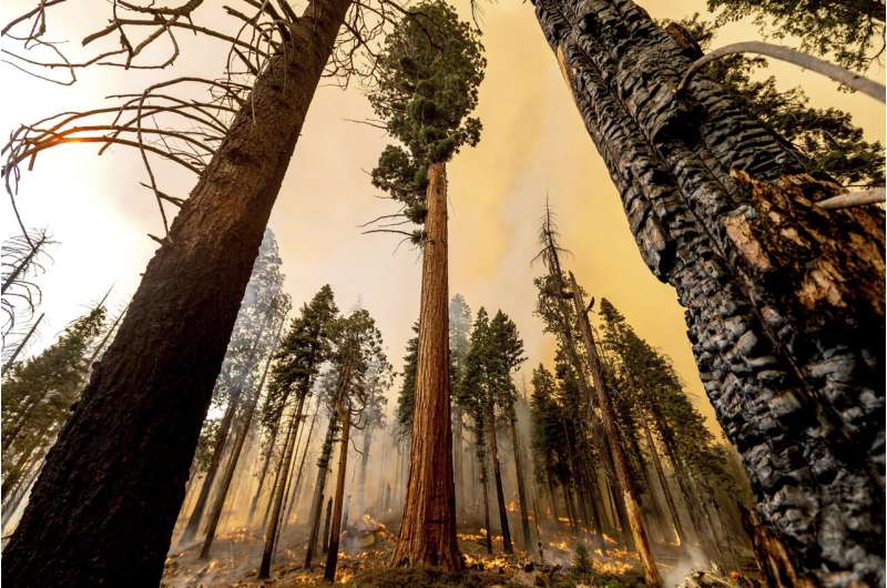 4 famous giant trees unharmed by Sequoia National Park fire