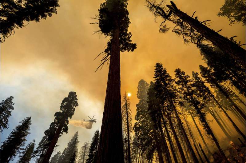 4 famous giant trees unharmed by Sequoia National Park fire