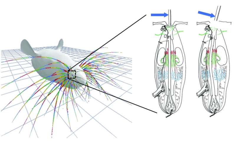 First-of-its-kind mechanical model simulates bending of mammalian whiskers