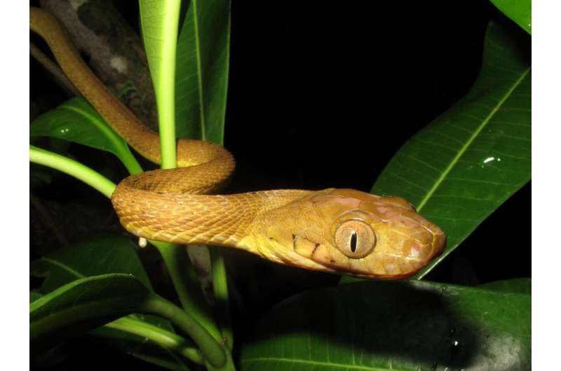 Scientists discover bizarre new mode of snake locomotion