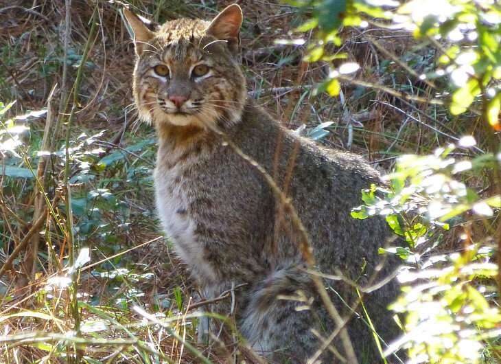 Unique study of isolated bobcat population confirms accuracy of extinction model