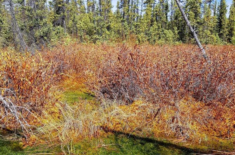 How scientists are restoring boreal peatlands to help keep carbon in the ground