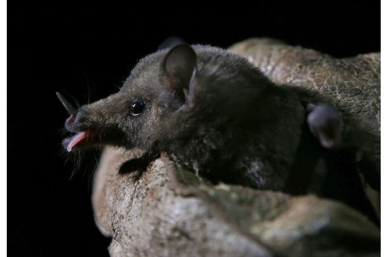 In quieter Mexico City, rare bats make an appearance