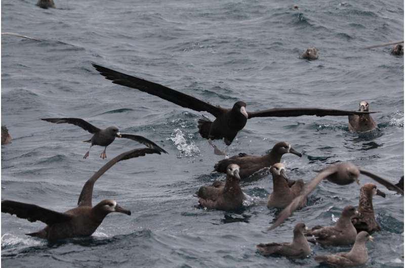 New insights into close encounters between albatross and fishing vessels could reduce bycatch risk