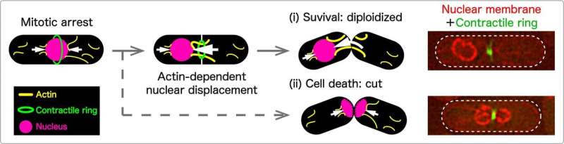 Researchers identify “rescue” mechanism that helps cells survive malfunctioning split