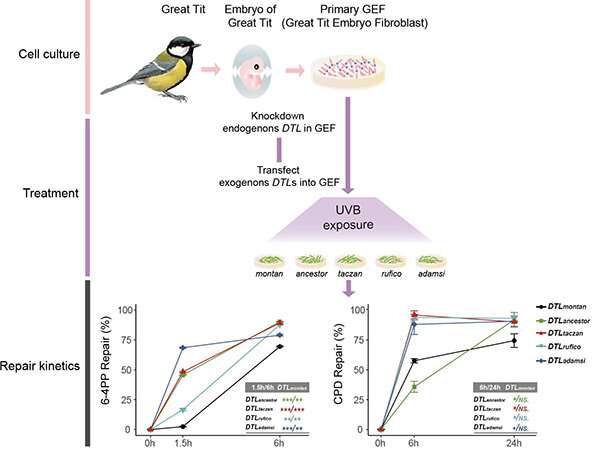 Scientists unravel similar but not identical evolutionary trajectories of birds in adaptation to high-elevation environment