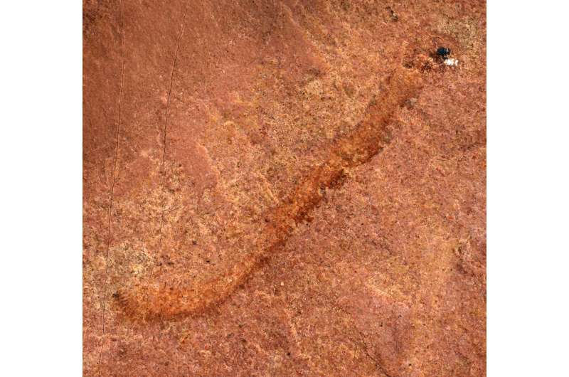 500-million-year-old fossil represents rare discovery of ancient animal in North America