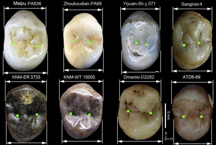 Meipu teeth shed light on the human settlement of Asia