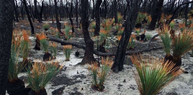 5 remarkable stories of flora and fauna in the aftermath of Australia’s horror bushfire season