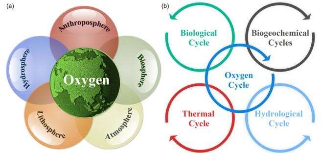 Exploring the evolution of Earth's habitability regulated by oxygen cycle