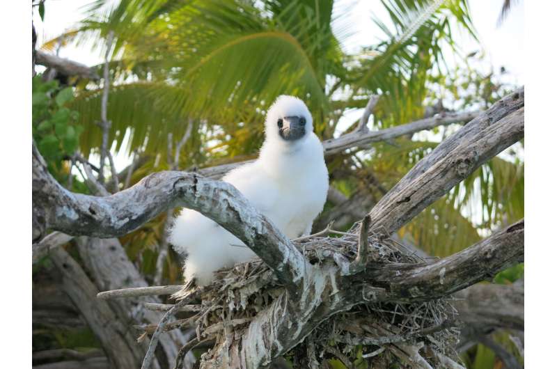 New evidence shows important seabird nutrients reach coral reefs after rat eradication