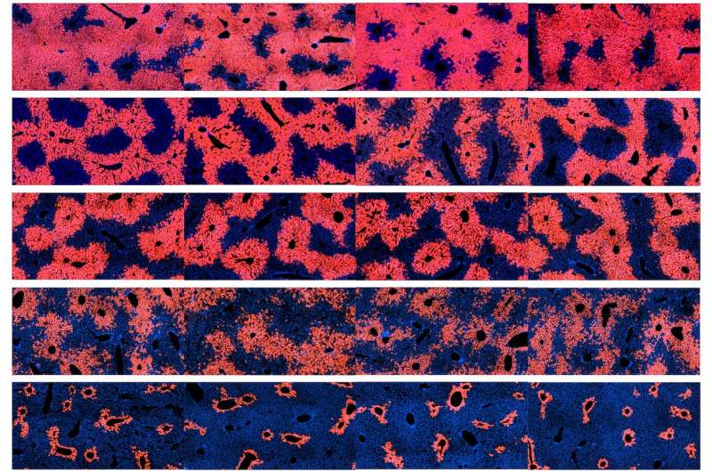 Scientists identify cells responsible for liver tissue maintenance and regeneration