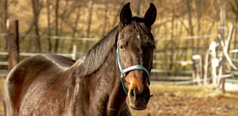 Study highlights ‘unbridled globetrotting’ of the strangles pathogen in horses
