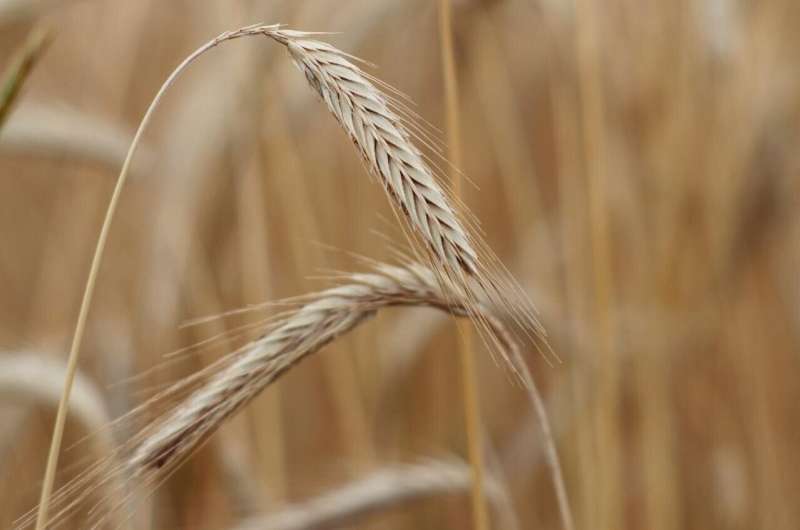 University of Maryland co-publishes the first full reference genome for rye