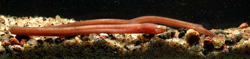 Swamp Eel: Blood-red Subterranean Dweller
