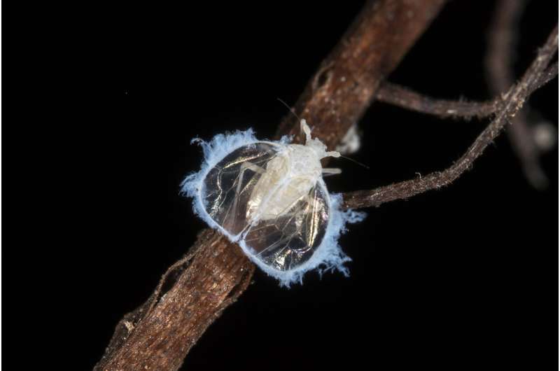 A species of previously undiscovered cave bug provides the testimony of an ancient fauna