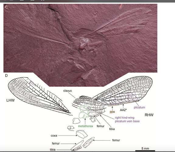 Discovery of new praying mantis species from the time of the dinosaurs