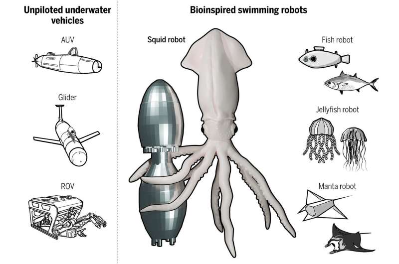 Squid-inspired robot swims with nature's most efficient marine animals