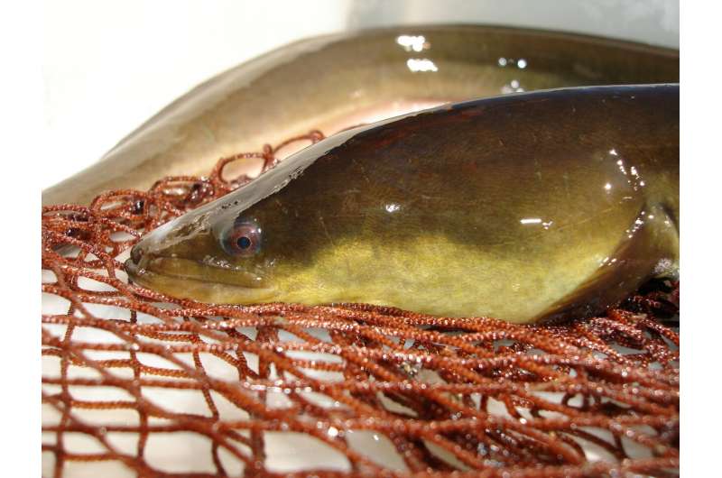 European eels – one gene pool fits all