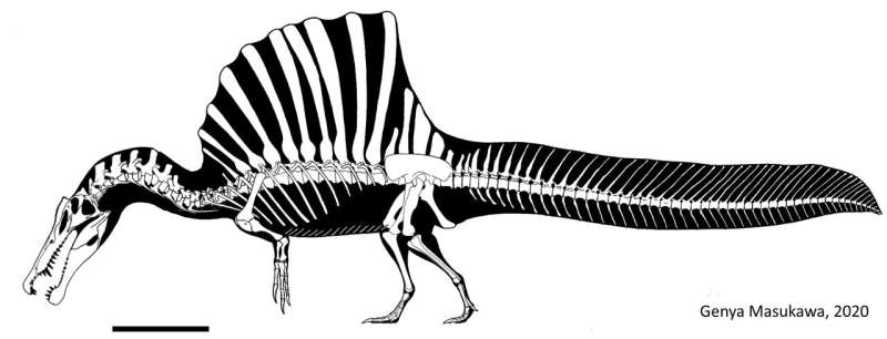 New study sheds light on the behavior of the giant broiler Spinosaurus dinosaur