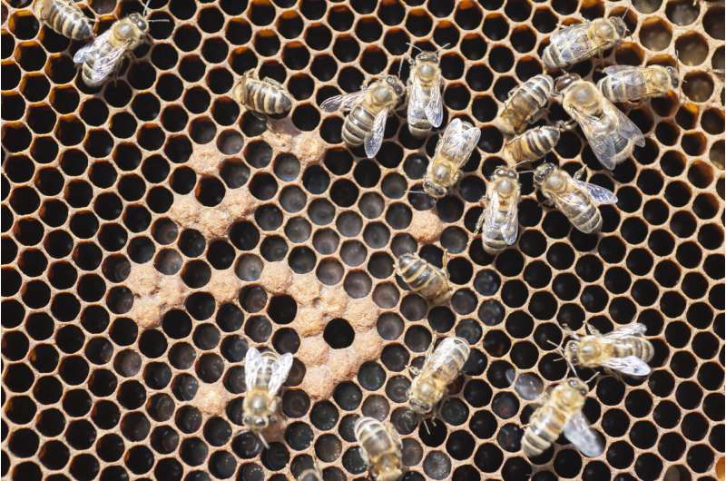 Hygienic honey bees are more resistant to destructive parasite