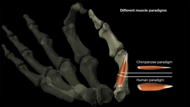 Modeling study of ancient thumbs traces the history of hominin thumb dexterity