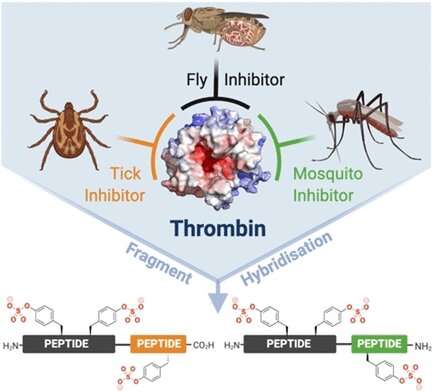 Potent trivalent inhibitors of thrombin from anticoagulation peptides in insect saliva