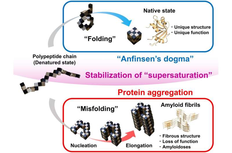 Supersaturation: the barrier between protein folding and misfolding