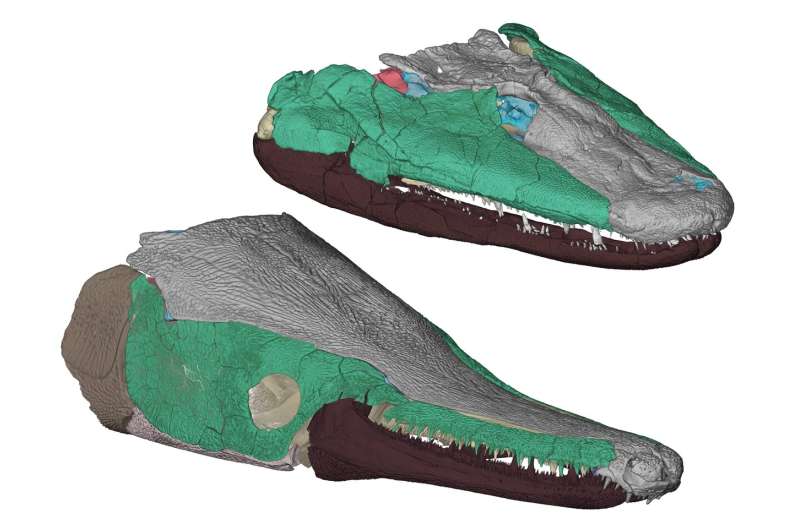 New clues emerge in how early tetrapods learned to live -- and eat -- on land
