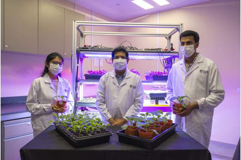 Researchers identify micro-organisms that could help vegetables grow better