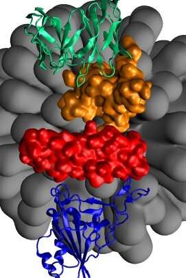 Retrained generic antibodies can recognize SARS-CoV-2