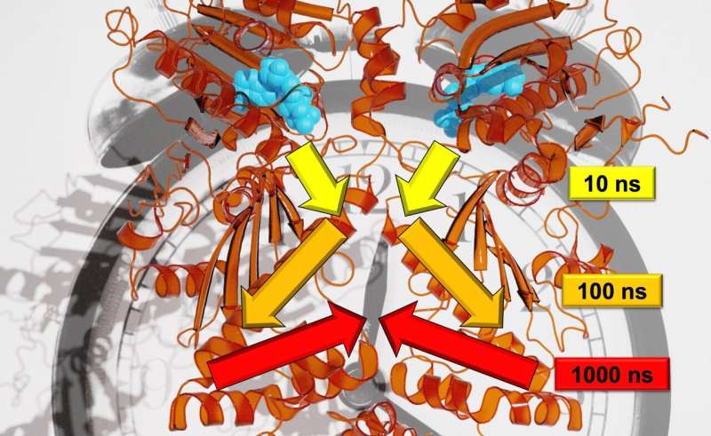 Researchers investigate signal transfer in proteins across multiple time scales