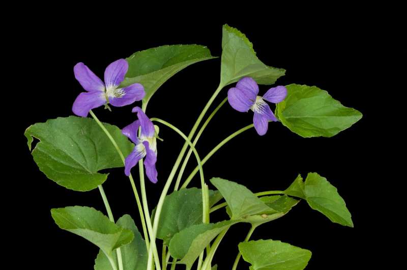 Researchers explain the expression of self-pollinating flowers
