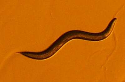 Can A miniscule worm hold the secret to genetically reversing brain damage?