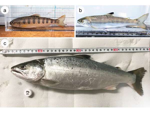 Captive-bred juvenile salmon unlikely to become migratory when released into streams