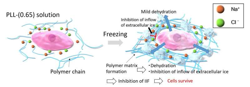 New insights put a freeze on the mechanisms for safely cryopreserving biological materials