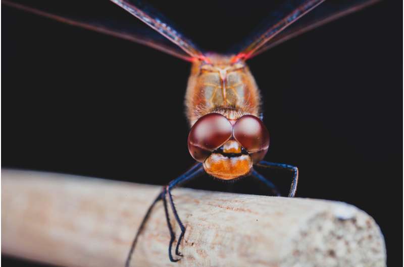 Dragonflies perform upside down backflips to right themselves