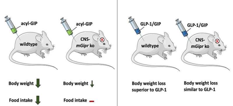 New targets for the development of a drug treatment for obesity and type 2 diabetes